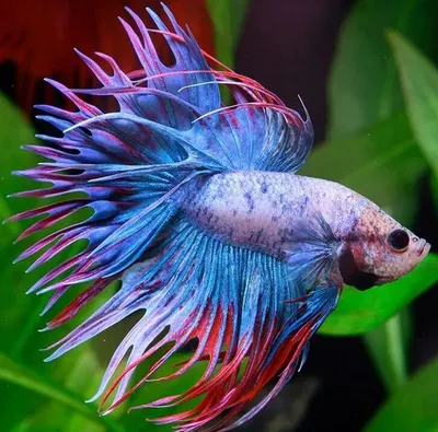 Рыбка Петушок: что важно знать о Betta splendens - DECOTOP.RU