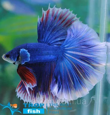 Особенности содержания бойцовых рыбок-петушков (Betta splendens)