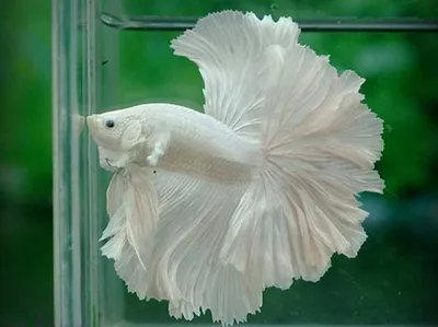 Аквариумная рыбка Петушок коронохвостый самец (Бойцовая рыбка) - Betta  splendens в Екатеринбурге - Интернет-магазин AlexAquaShop.ru