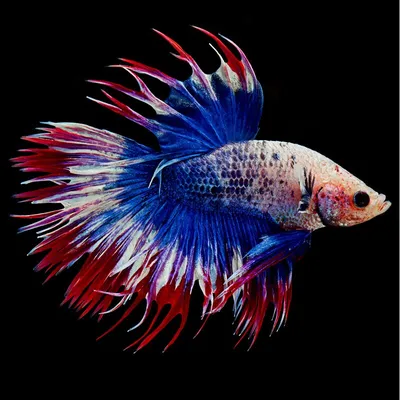 Рыбка петушок / Бойцовая рыбка / Сиамский петушок / Betta Splendens -  «первый питомец моей 6-летней дочки Уже отпраздновали годик!» | отзывы