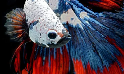 Рыбка петушок / Бойцовая рыбка / Сиамский петушок / Betta Splendens -  «Красивая и неприхотливая рыбка И ФОТО красавца!» | отзывы