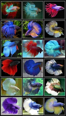 Петушок Сиамский Синий Betta splendens - Рыбки - Nano Fish