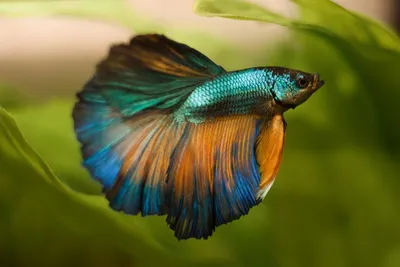 Петушок (Бойцовская рыбка, сиамский петушок) / Betta Splendens Regan (Betta  Splendens) - PetsPoint.ru