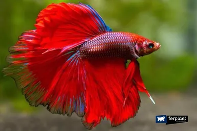 Петушок Белый Двухвостый - White Double tail Betta - Рыбки - Nano Fish