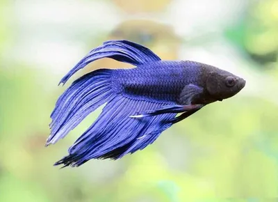 Петушок вуалевый красный - Betta splendens (самец)