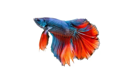 Петушок Красно-Синий Супер Дельта - Red-Blue Super Delta Betta - Рыбки -  Nano Fish