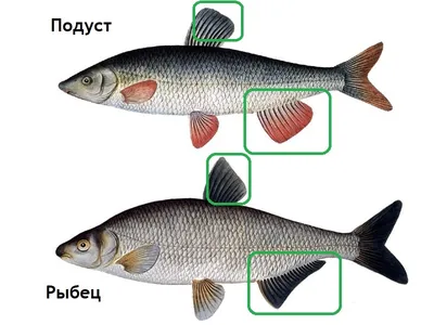 Рыбец (лат. Vimba vimba)