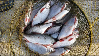 Вяленая рыба Рыбец / Закуска к пиву Альянс / 4 кг - купить с доставкой по  выгодным ценам в интернет-магазине OZON (406095737)