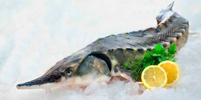 Стерлядь – деликатес без костей - Fishmarket - супермаркет рыбы