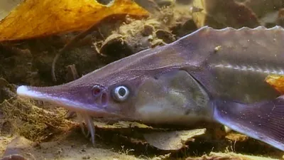Дикоед - Удивительная рыбка — стерлядь🐠 Стерлядь – это ценная промысловая  рыба семейства Осетровых. Эта пресноводная рыба является самым  замечательным видом из всех Осетровых. Сейчас она водится во всех реках  Европейской части