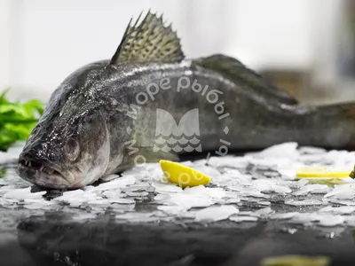 Судак — низкокалорийная рыба с... - Компанія «Тритон» | Facebook
