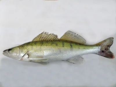 Судак и бёрш – похожие, но всё-таки разные рыбы. А вы сможете их отличить?  | fish2o | производитель премиум лосося | Дзен