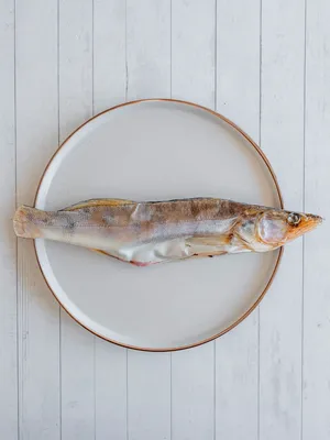 Fishing Zone - #fzрассказывает : Судак – хищная рыба с вкусным диетическим  мясом. Она очень требовательна к качеству воды и отличается хорошим  аппетитом . По прожорливости, судак уступает разве что щуке. ❗️Где