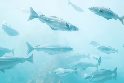 Тест: знаете ли вы, какие рыбы водятся в водоемах Якутии? — ЯСИА