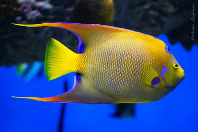 10 самых удивительных рыб - Телеканал «О!»