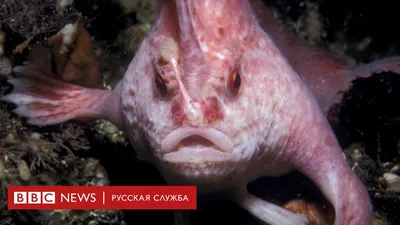 Потребление рыбы в России в ближайшие годы может снизиться на 5-7% –  Агроинвестор