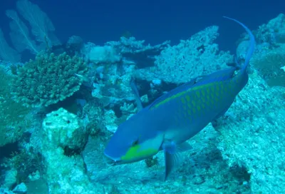 Одна из самых красочных разновидностей рыб Красного моря - императорск