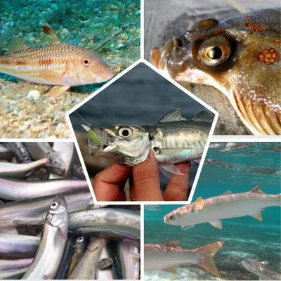 На букву \"с\": врач назвал 4 вида дешевой полезной рыбы - EAOMedia.ru