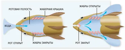 Некоторые рыбы вынашивают икру во рту. И заодно едят будущих детенышей