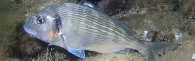 Уникальная биология аквариумных рыб: плавательный пузырь и жабры |  Лабиринтовые и двоякодышашие рыбы