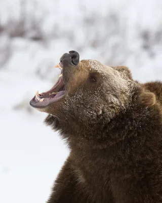 Фотообои «Рычащий медведь с оскалом»