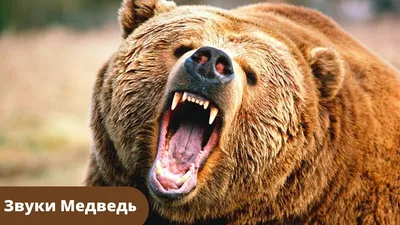 Фигура Голова медведя рычащего 40см. — купить в интернет-магазине по низкой  цене на Яндекс Маркете