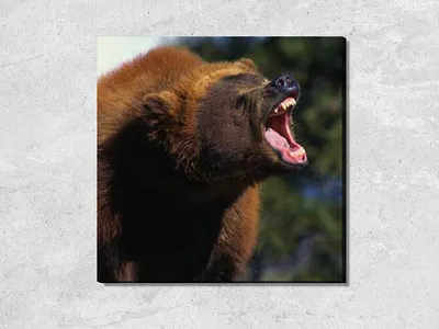 Чучело Головы Рычащего Бурого Медведя — стоковые фотографии и другие  картинки Бурый медведь - Бурый медведь, Вервольф, Волосы - iStock