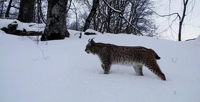 Красивый Евразийский Детеныш Рыси Играет В Лесу В Начале Зимы — стоковые  фотографии и другие картинки Евразийская рысь - iStock