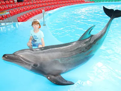 Фото с дельфинами на помосте 73 фото