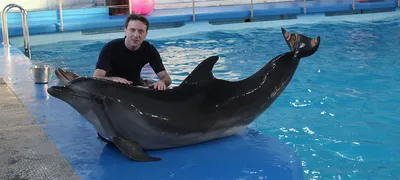 Фотосессия с дельфинами - Большой Сочинский Дельфинарий