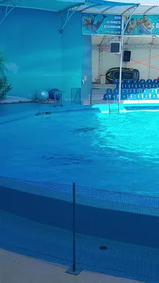 Ташкентский дельфинарий НЕМО (@dolphinarium_nemo_tashkent) • Instagram  photos and videos