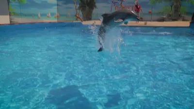 Дельфинарий в Алуште (у стадиона Крымский) (@dolphinarium_alushta) •  Instagram photos and videos