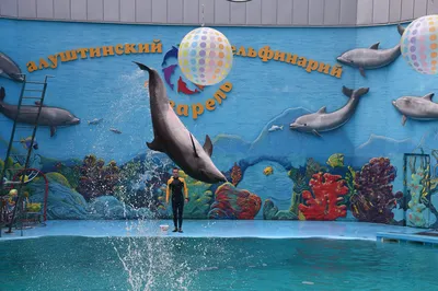 Плавание с дельфинами в Хургаде - цена $60