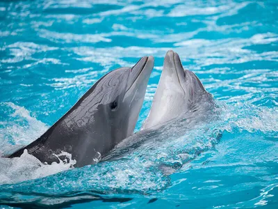 Дельфинарий на Пхукете - дайвинг с дельфинами, шоу с дельфинами,  дельфинотерапия, цены на дельфинарий Пхукет, отзывы на дельфинарий.