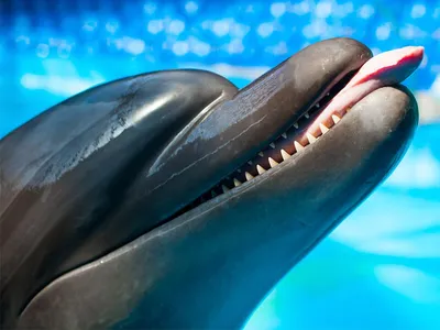 ШОУ-ПРОГРАММА | Алуштинский дельфинарий
