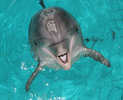 В сочинском дельфинарии животные не только развлекают, но и лечат - KP.RU