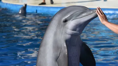 Ташкентский дельфинарий НЕМО (@dolphinarium_nemo_tashkent) • Instagram  photos and videos