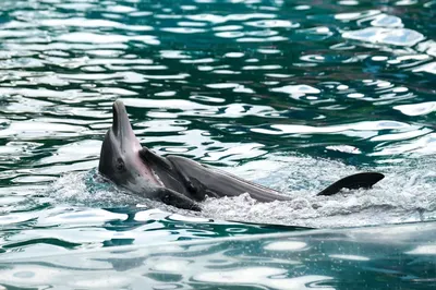два дельфина прыгают в океан, картинка дельфины выпрыгивают из воды, дельфин,  вода фон картинки и Фото для бесплатной загрузки