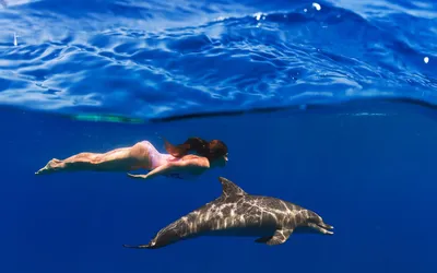 2 дельфина в воде редакционное изображение. изображение насчитывающей  флорида - 153725560