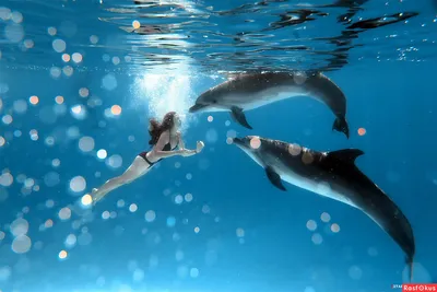 Двух Дельфинов В Голубой Воде — стоковые фотографии и другие картинки  Дельфин - Дельфин, Животное, Темы о животных - iStock