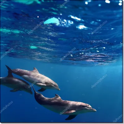 Дельфины В Голубой Воде — стоковые фотографии и другие картинки  Атлантический Spotted Дельфин - Атлантический Spotted Дельфин, Афалина, Два  животных - iStock