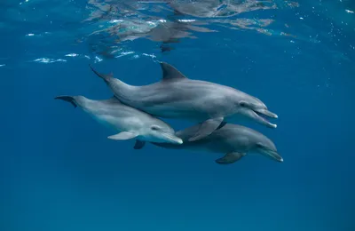 Дельфины кричат под водой, но их не всегда слышат