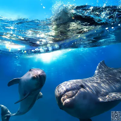 Девушка с 2 дельфинами в воде Стоковое Изображение - изображение  насчитывающей играть, женщина: 180678057