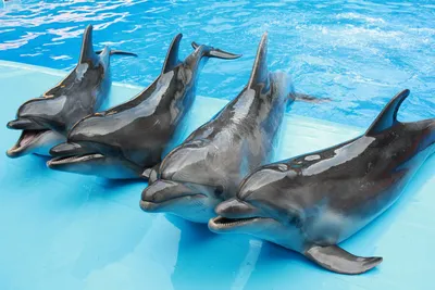 Ташкентский дельфинарий NEMO/Toshkent NEMO Delfinariyasi - В каждом дне  должно быть что-то теплое и удивительное! Добавьте в свой день яркие  впечатления вместе с дельфинами!❤️🐬 Только в дельфинарии NEMO у Вас есть  уникальная