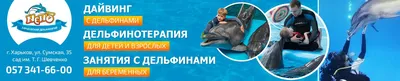 Дельфинарий «Немо» на Пхукете. Цена от 689 бат – Online-Phuket.ru