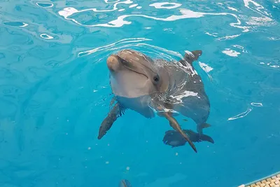 Милі дельфіни #дельфины #дельфинарий #немо #спанемо | Instagram