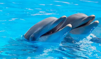 Одеський дельфінарій NEMO - Воспользуйтесь уникальным предложением от  Одесского дельфинария NEMO! 🐬❤️ Приобретайте сертификаты на купание с  дельфинами сейчас — купайтесь летом, или в любое другое время, до 28  декабря 2020 года.