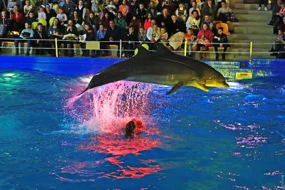 Плавание с дельфинами — Немо Турс Шарм