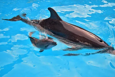 Плавание с дельфином в дельфинарии «Немо» : @AliceIlyina Алиса Ильина wish