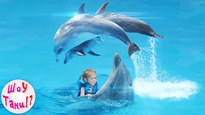 Фото с дельфинами - Харківський міський дельфінарій \"Немо\" (Nemo)